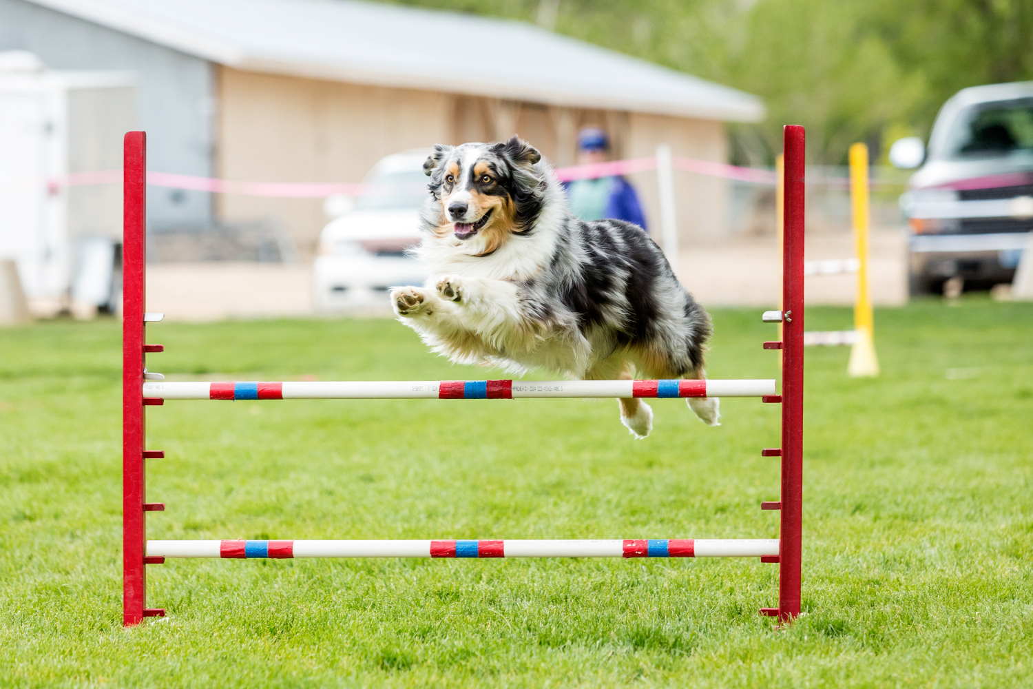 Dog in an agility competition set up in a green grassy park