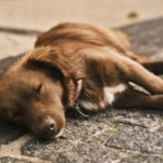 Comment protéger son chien de la chaleur en été